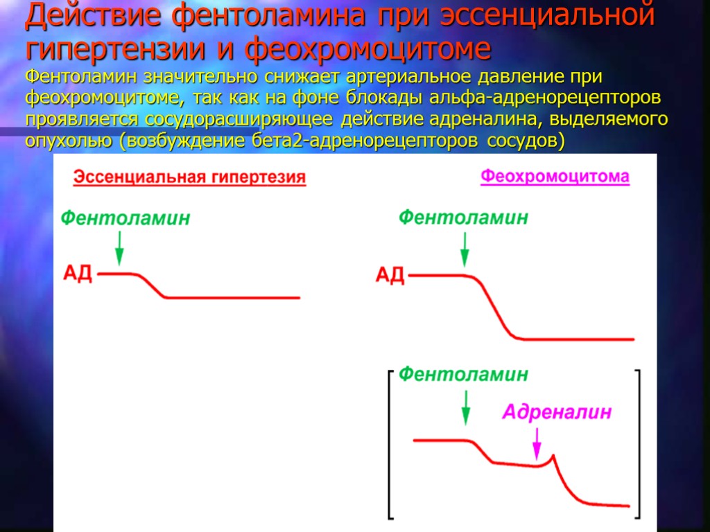 Действие фентоламина при эссенциальной гипертензии и феохромоцитоме Фентоламин значительно снижает артериальное давление при феохромоцитоме,